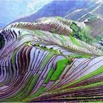 Spectacular rice fields in China.