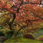 Portland's famous Japanese maple.